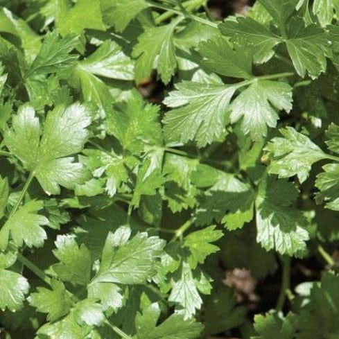 Cilantro Santo Organic - West Coast Seeds