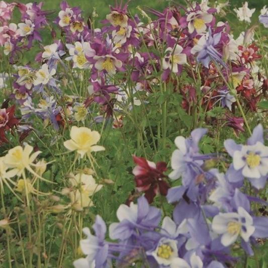 Columbine Mix - Metchosin Farm