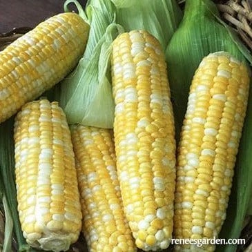 Corn Bicolor Luscious - Renee's Garden Seeds
