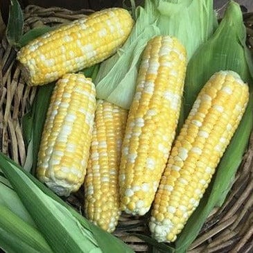 Corn Bicolor Luscious - Renee's Garden Seeds