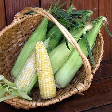 Corn Bicolor Luscious - Renee's Garden Seeds
