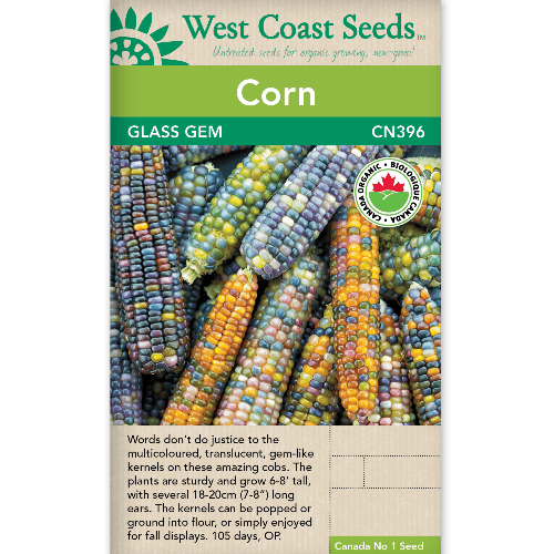Corn Glass Gem Organic - West Coast Seeds