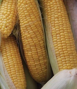 Organic Corn Golden Bantam Sweet - Metchosin Farm Seeds