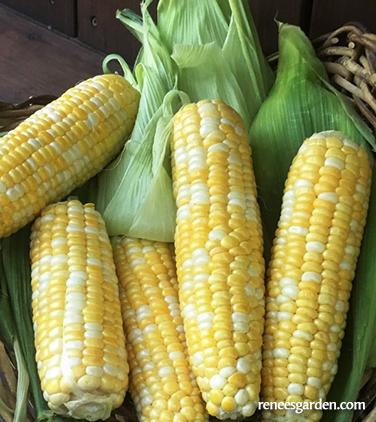 Organic Corn My Fair Lady Bicolor - Renee's Garden