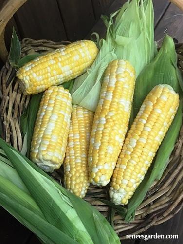 Organic Corn My Fair Lady Bicolor - Renee's Garden