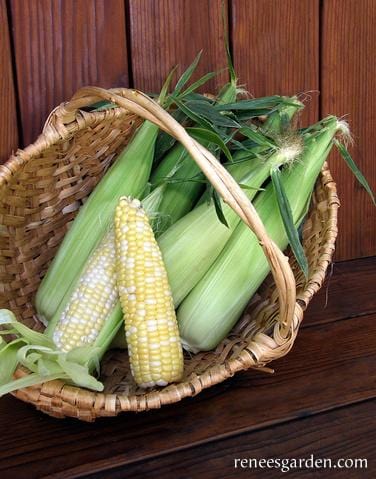 Organic Corn My Fair Lady Bicolor - Renee's Garden