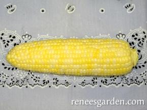 Organic Corn My Fair Lady Bicolor - Renee's Garden