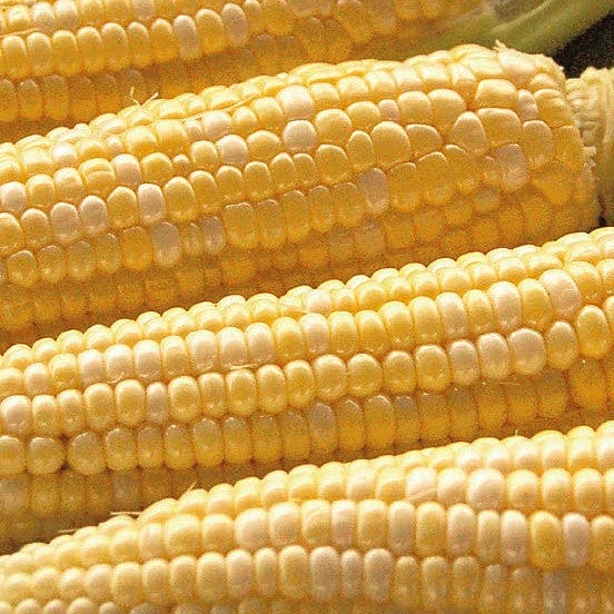 Organic Corn My Fair Lady - McKenzie Seeds