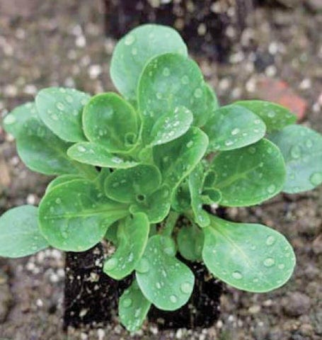 Organic Corn Salad Granon - West Coast Seeds