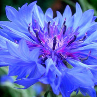 Organic Cornflower - Metchosin Farm Seeds