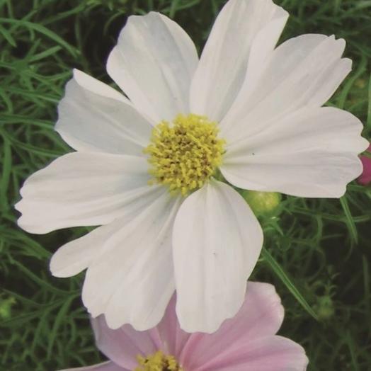 Cosmos Mix - Metchosin Farm