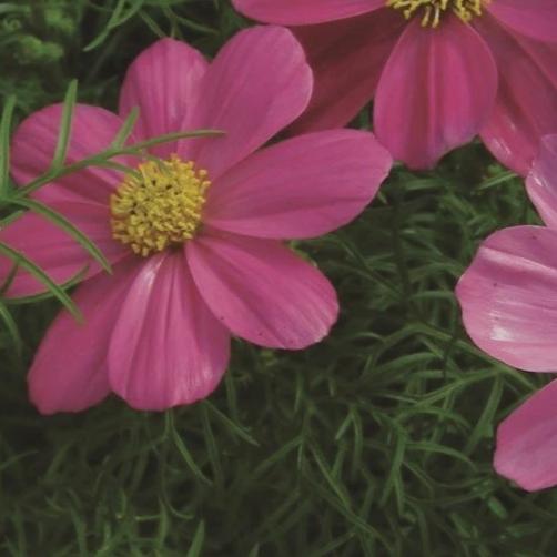 Cosmos Mix - Metchosin Farm