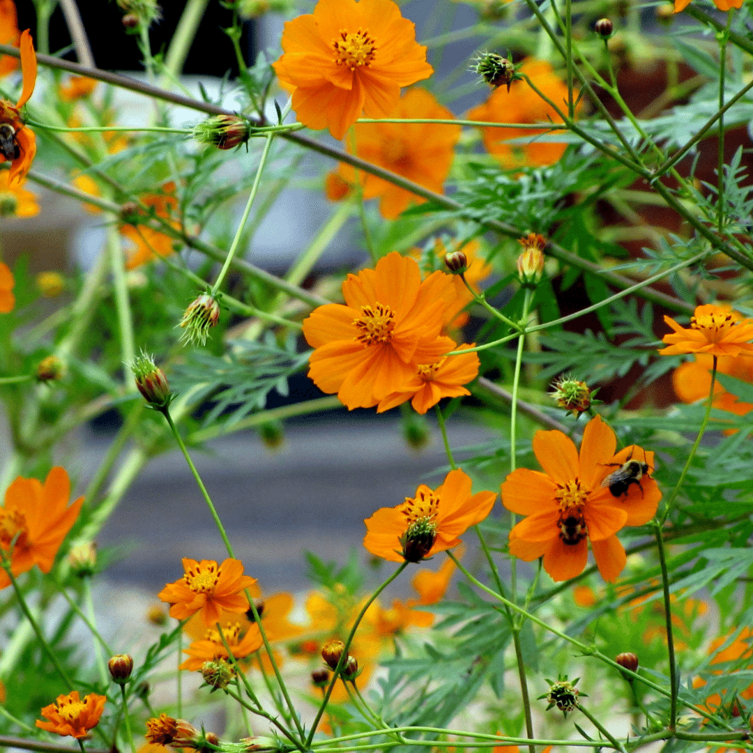 Organic Cosmos Orange - Metchosin Farm Seeds