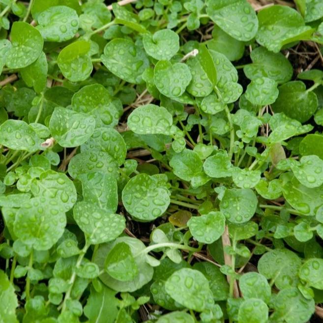 Land Cress - Metchosin Farms