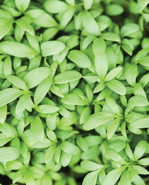 Organic Cress Persian - West Coast Seeds