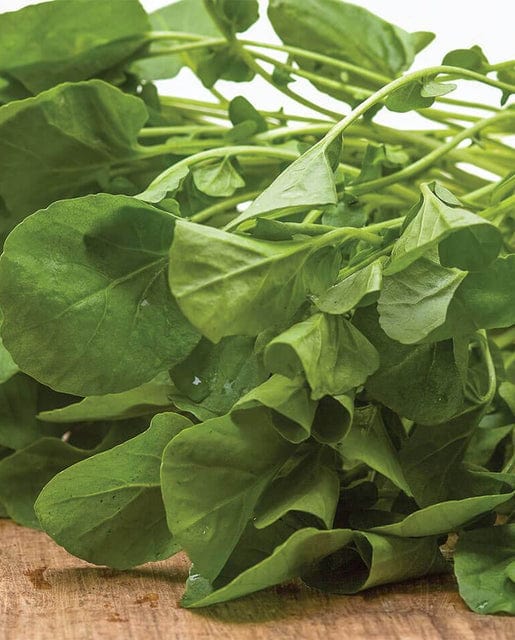 Organic Cress Upland - West Coast Seeds