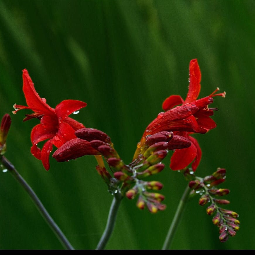 Organic Crocosmia Montbrieta - Metchosin Farm Seeds