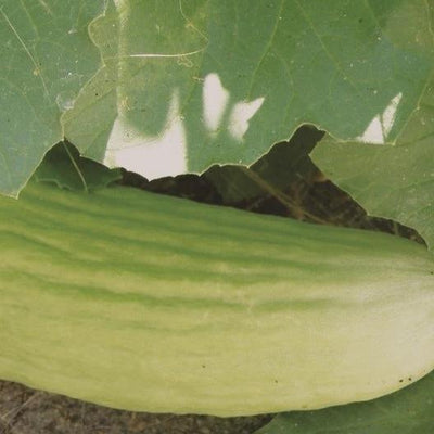 Cucumber Armenian