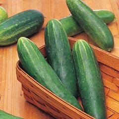 Cucumber Double Yield Organic - Burpee Seeds