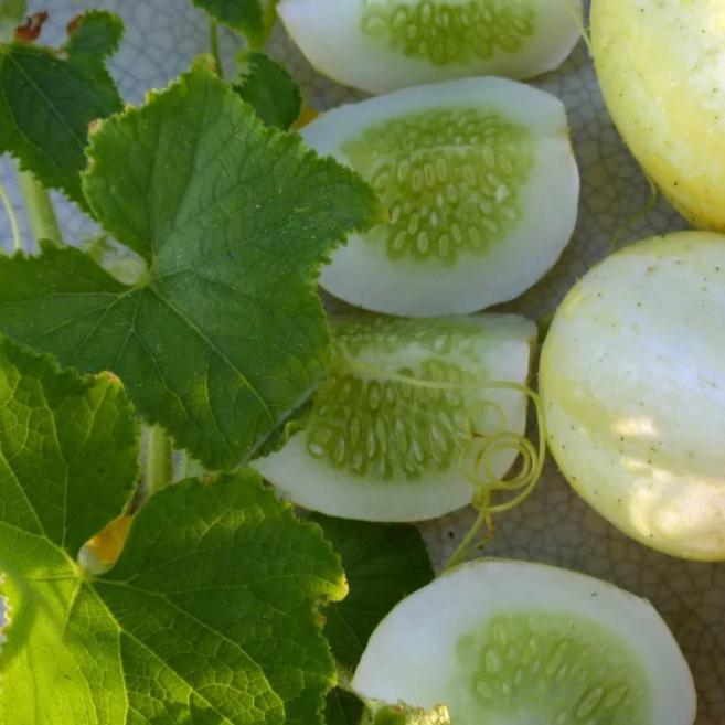 Cucumber Lemon - Metchosin Farm