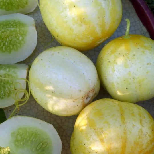 Cucumber Lemon - Metchosin Farm