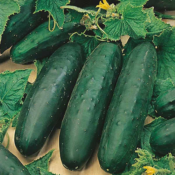 Organic Cucumber Marketmore - Mr.Fothergill's