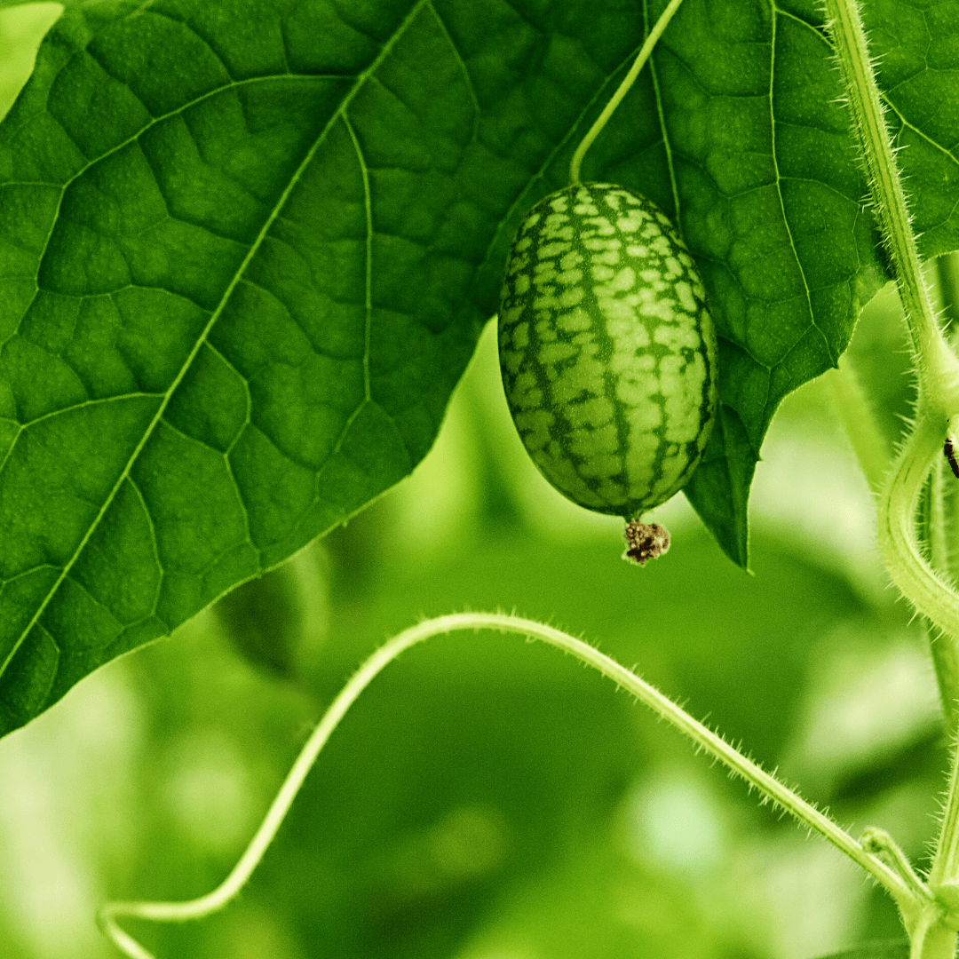 Organic Cucumber Mouse Melon - Metchosin Farm Seeds