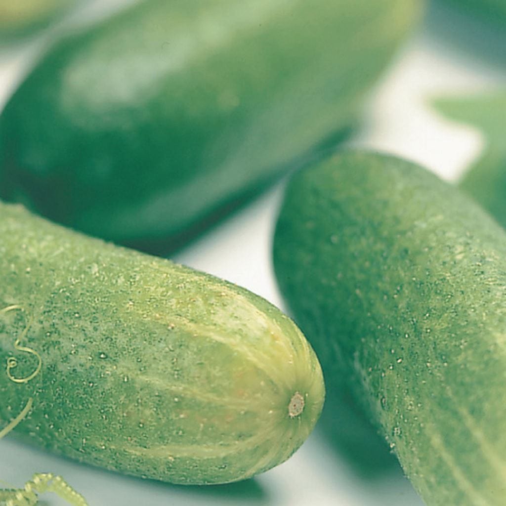Organic Cucumber Muncher - McKenzie Seeds