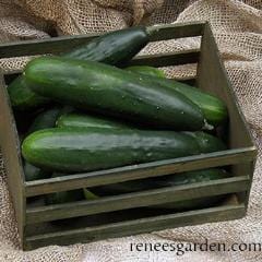 Organic Cucumber Patty’s Marketmore - Renee's Garden Seeds