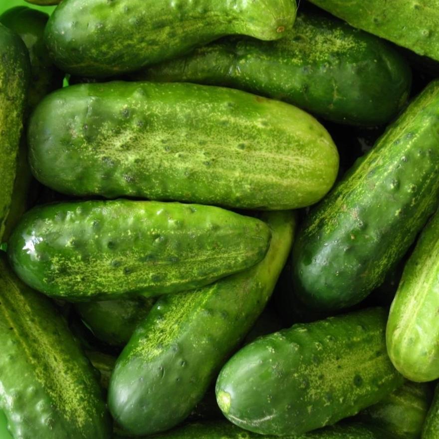 Cucumber Pickling - Metchosin Farm