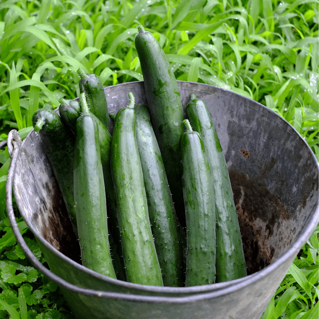 Organic Cucumber Spacemaster Trailing - McKenzie Seeds