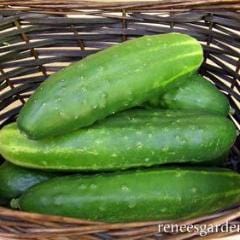 Cucumber Straight Eight - Renee's Garden