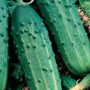 Organic Cucumber Sumter - McKenzie Seeds