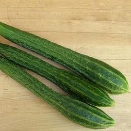 Cucumber Suyo Long - Renee's Garden Seeds