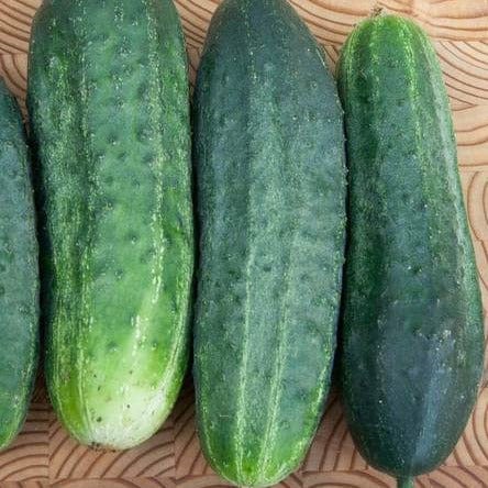 Cucumber Excelsior Organic - West Coast Seeds