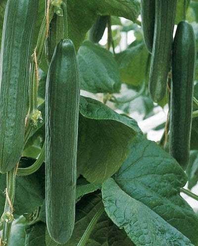 Organic Cucumbers Roxynante - West Coast Seeds