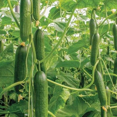 Cucumber Socrates Organic - West Coast Seeds