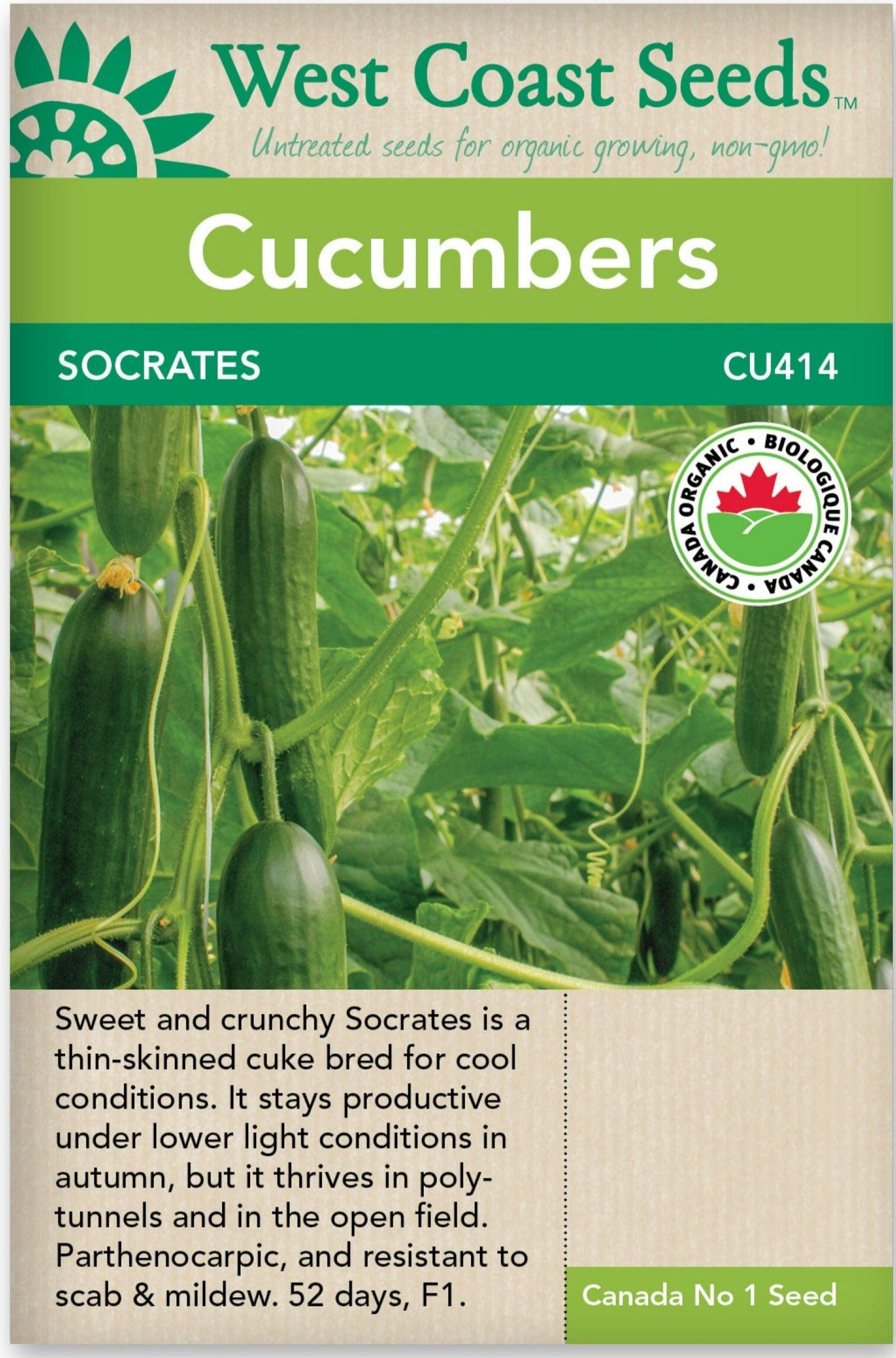 Organic Cucumbers Socrates - West Coast Seeds