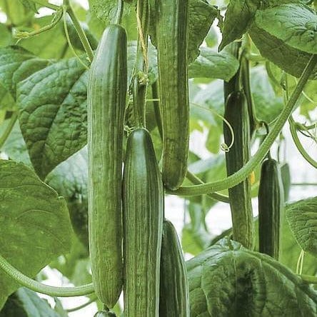 Cucumber Tyria Organic - Wets Coast Seeds