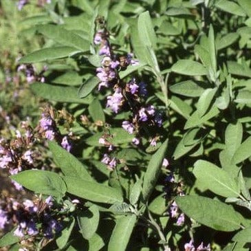 Culinary Sage - Renee's Garden Seeds