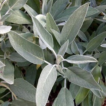 Culinary Sage - Renee's Garden Seeds