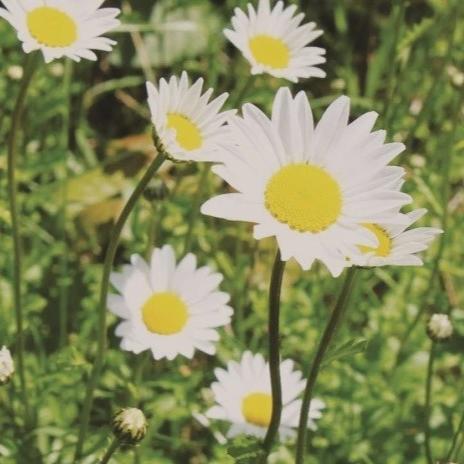 Edible Daisy - Metchosin Farm