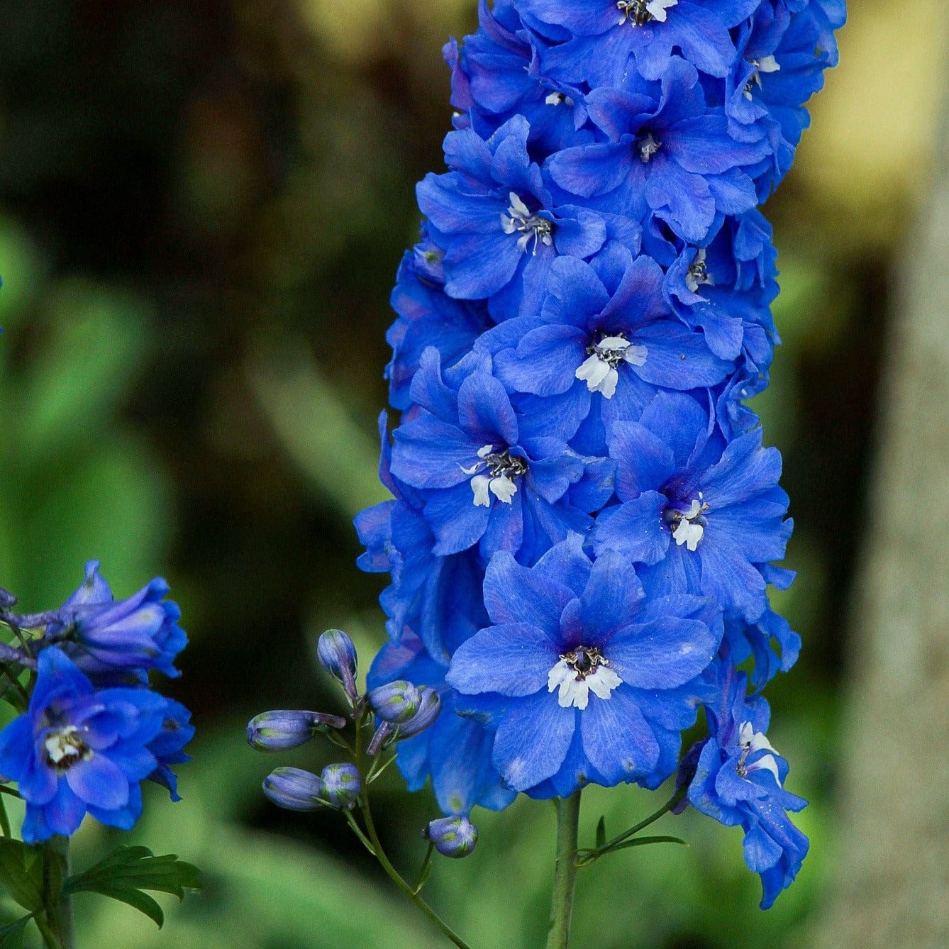 Organic Delphinium - Metchosin Farm Seeds