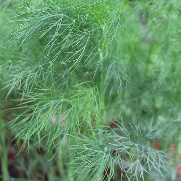 Organic Dill Bouquet - Mr. Fothergill's Seeds