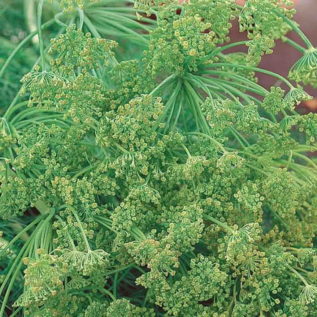 Organic Dill - McKenzie Seeds