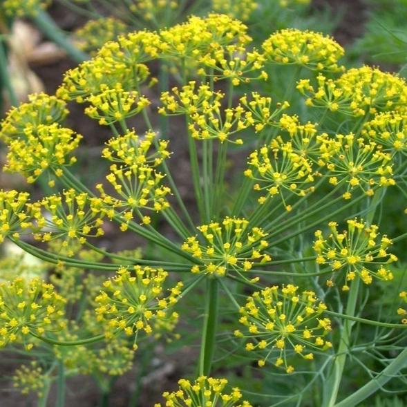 Herb Dill - Metchosin Farm