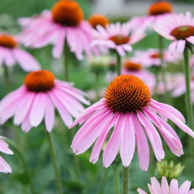  Echinacea - Metchosin Farm