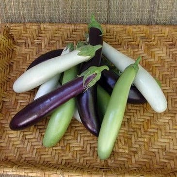 Eggplant Asian Mix - Renee's Garden Seeds