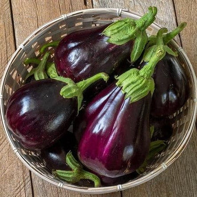 Eggplant Black Beauty - West Coast Seeds