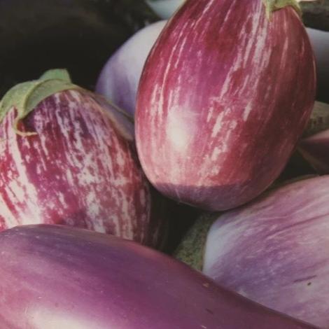 Eggplant Mix - Metchosin Farm